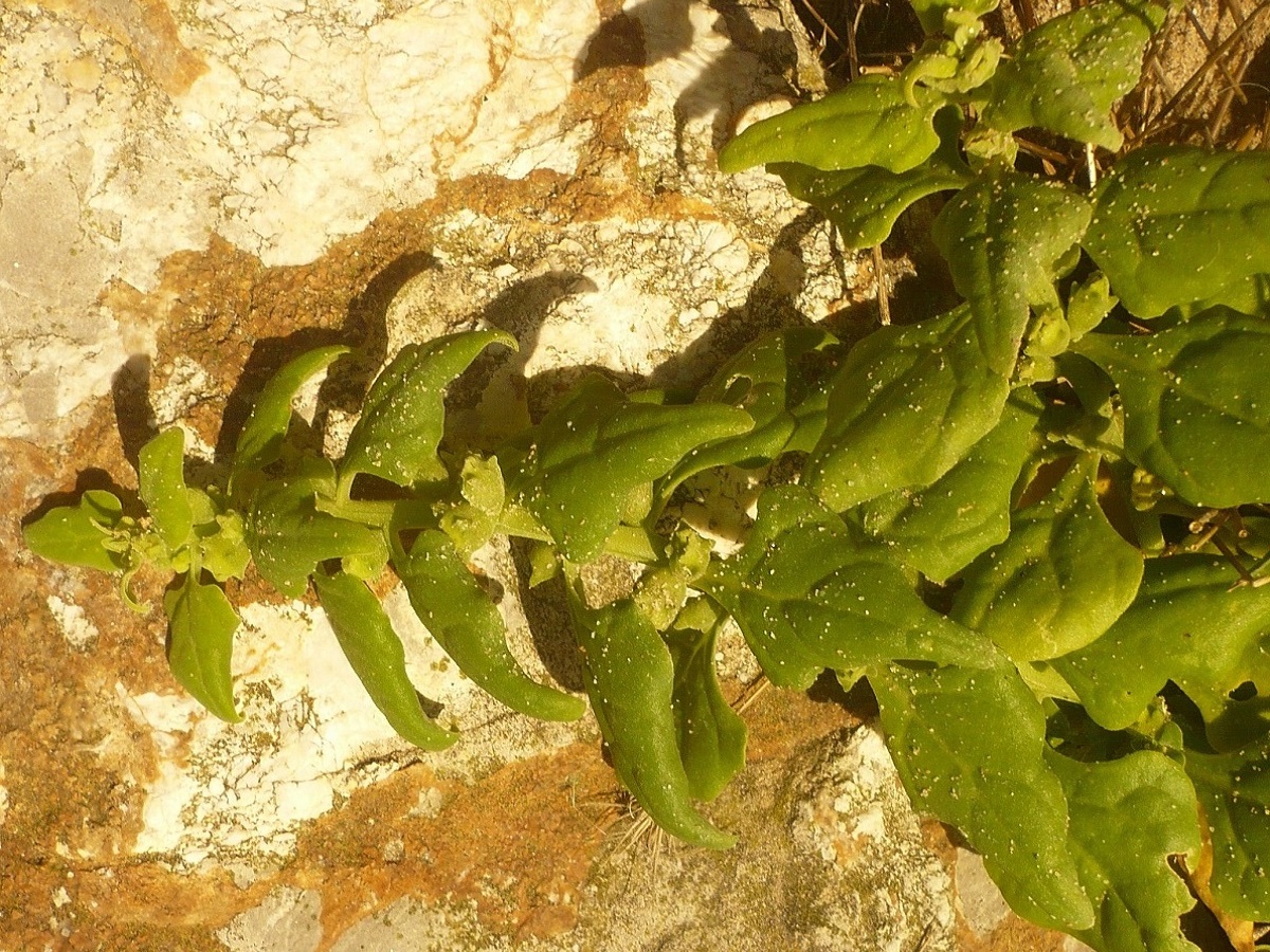 Tetragonia tetragonoides (Aizoaceae)